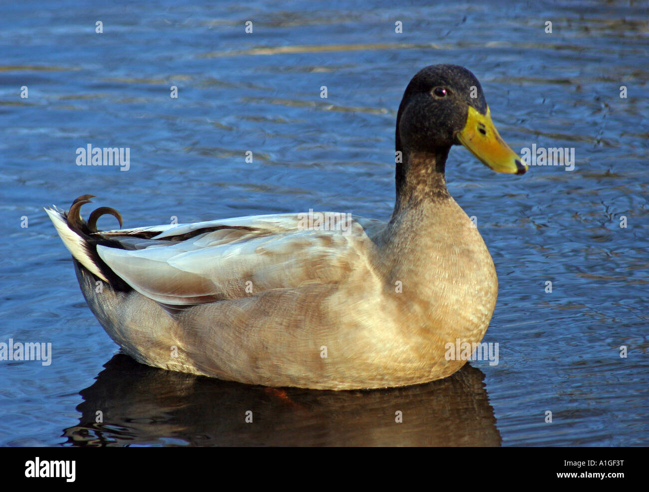 Golden colored Duck floating in pond Stock Photo