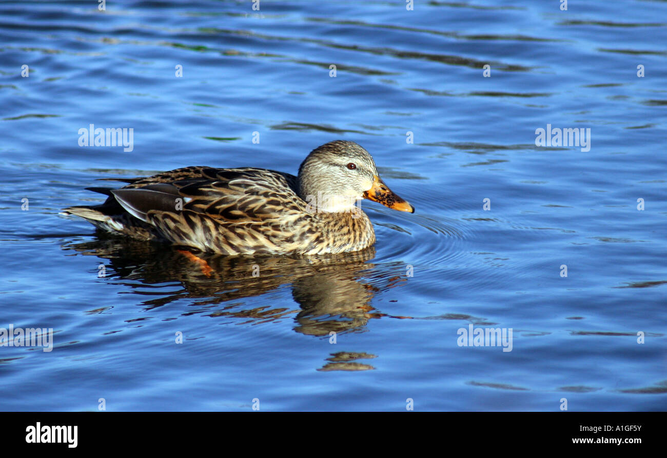 Mallard Duck female swimming in pond Stock Photo