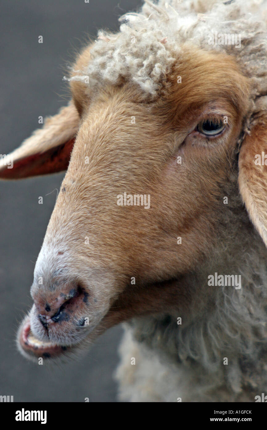 Tunis Sheep chewing cud Stock Photo Alamy