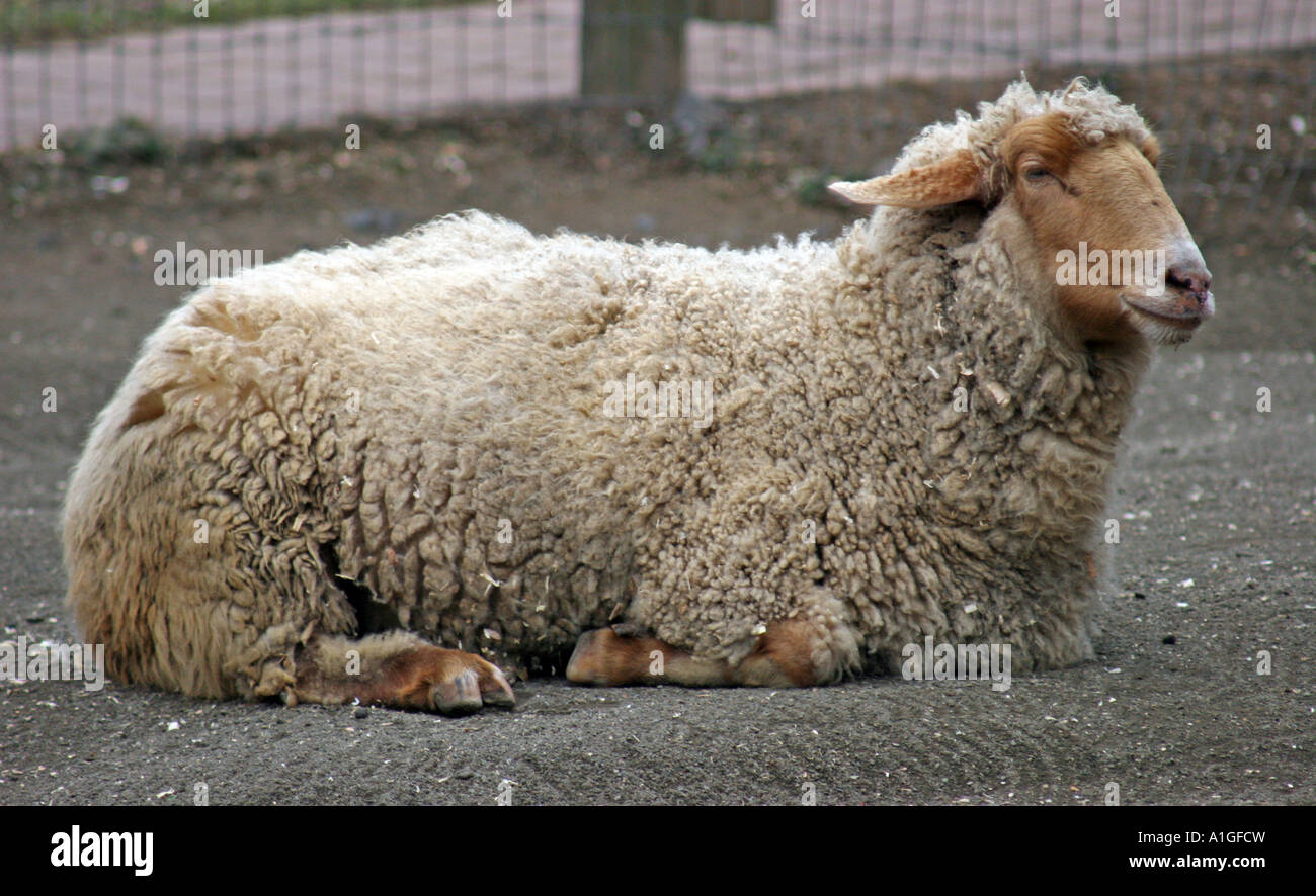 Tunis Sheep laying down Stock Photo
