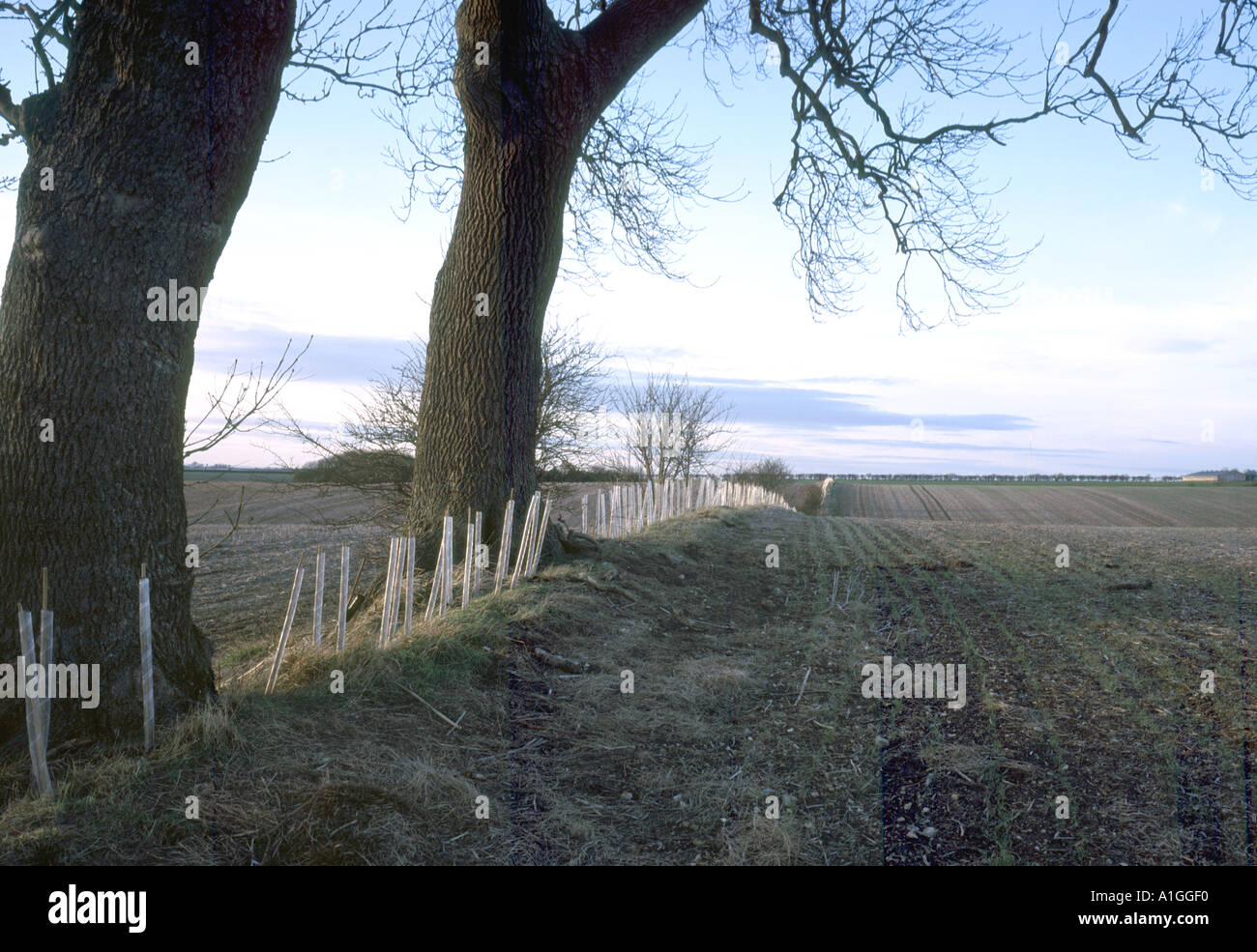 Farmers planting trees uk hi-res stock photography and images - Alamy