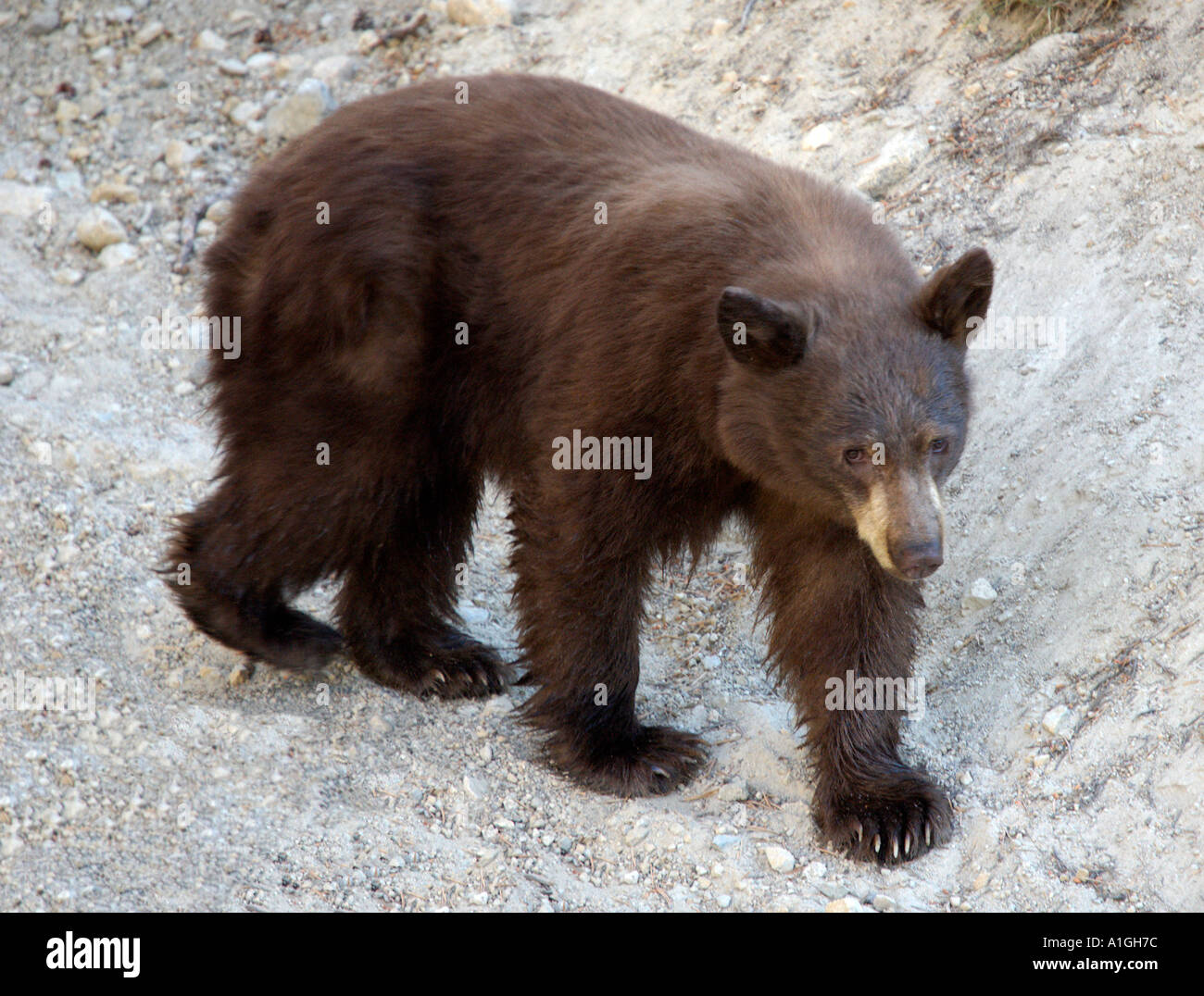 Wild black bear in mammoth lakes CA Stock Photo Alamy
