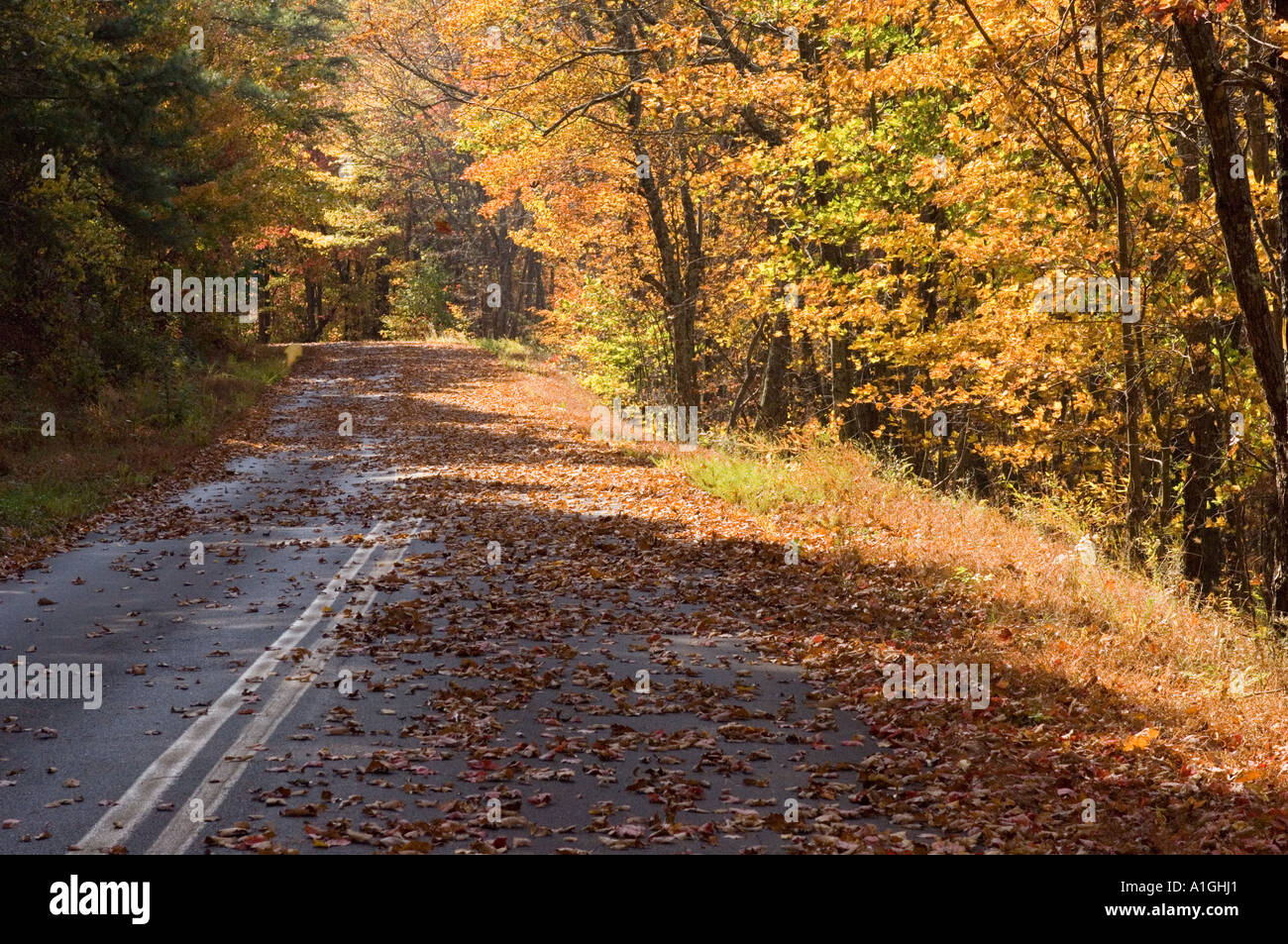Road Covered With Falling Leaves In Autumn Stock Photo Alamy