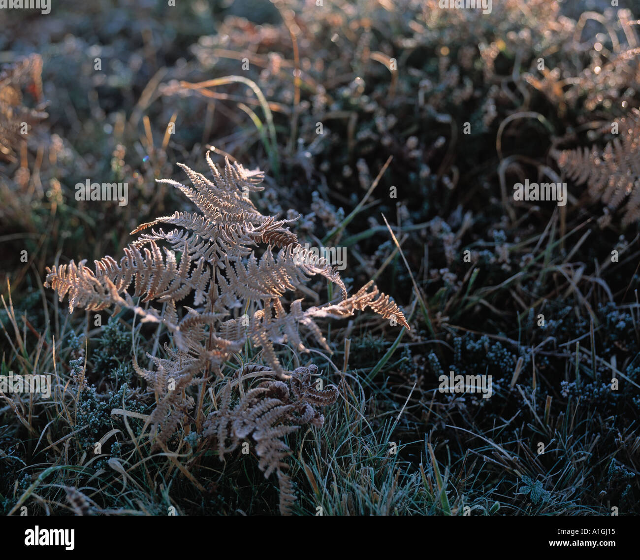 New forest frosty ferns hi-res stock photography and images - Alamy