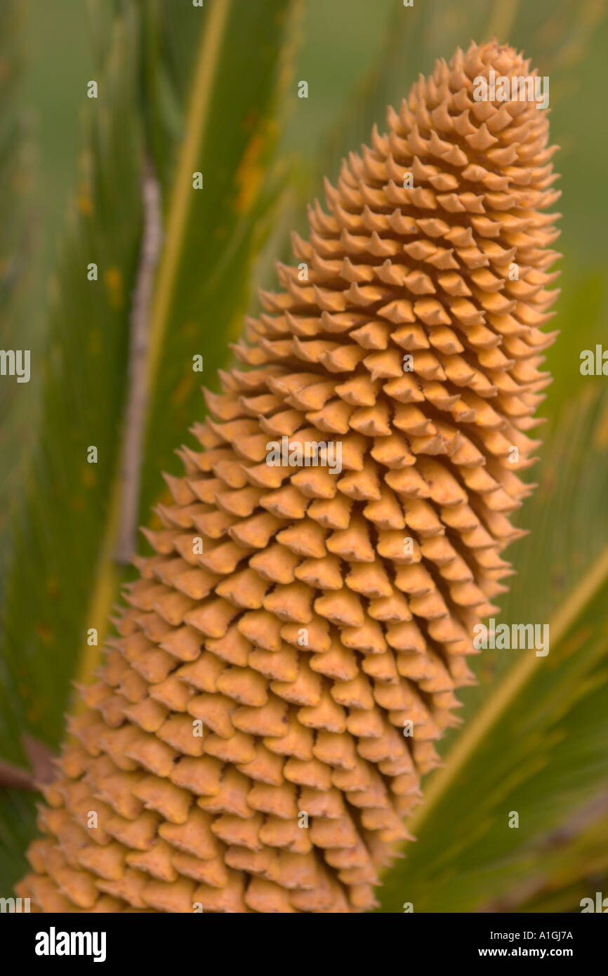 Conical flower shape hi-res stock photography and images - Alamy