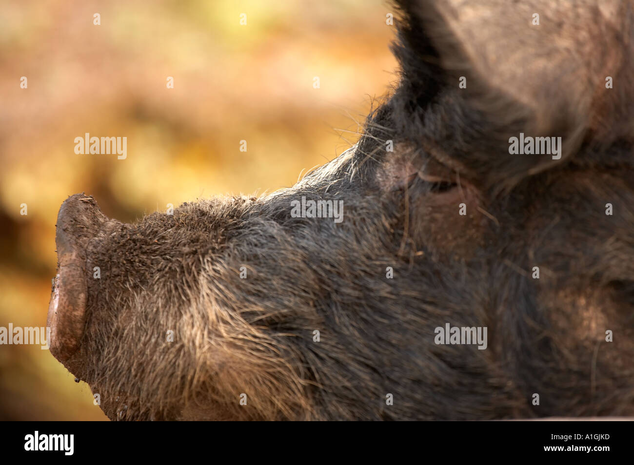 Profile of a Berkshire pig blist hill Victorian museum, Shropshire, England uk Stock Photo