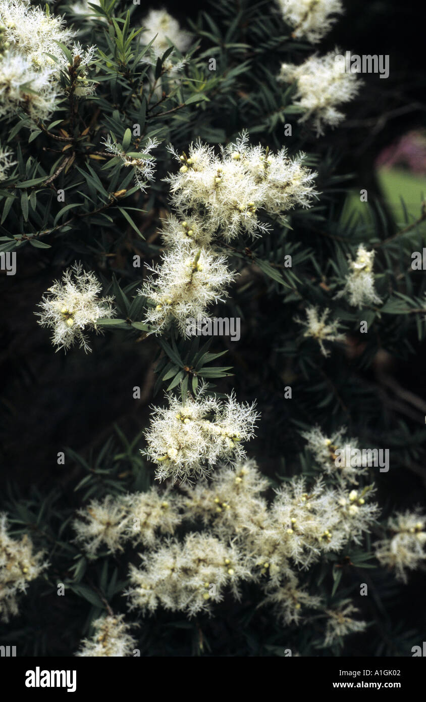 Melaleuca blossom, Royal Botanic Gardens, Melbourne, Australia Stock Photo