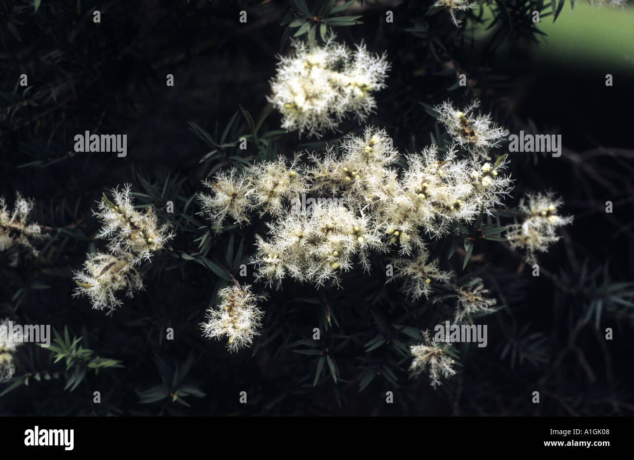Melaleuca blossom, Royal Botanic Gardens, Melbourne, Australia Stock Photo