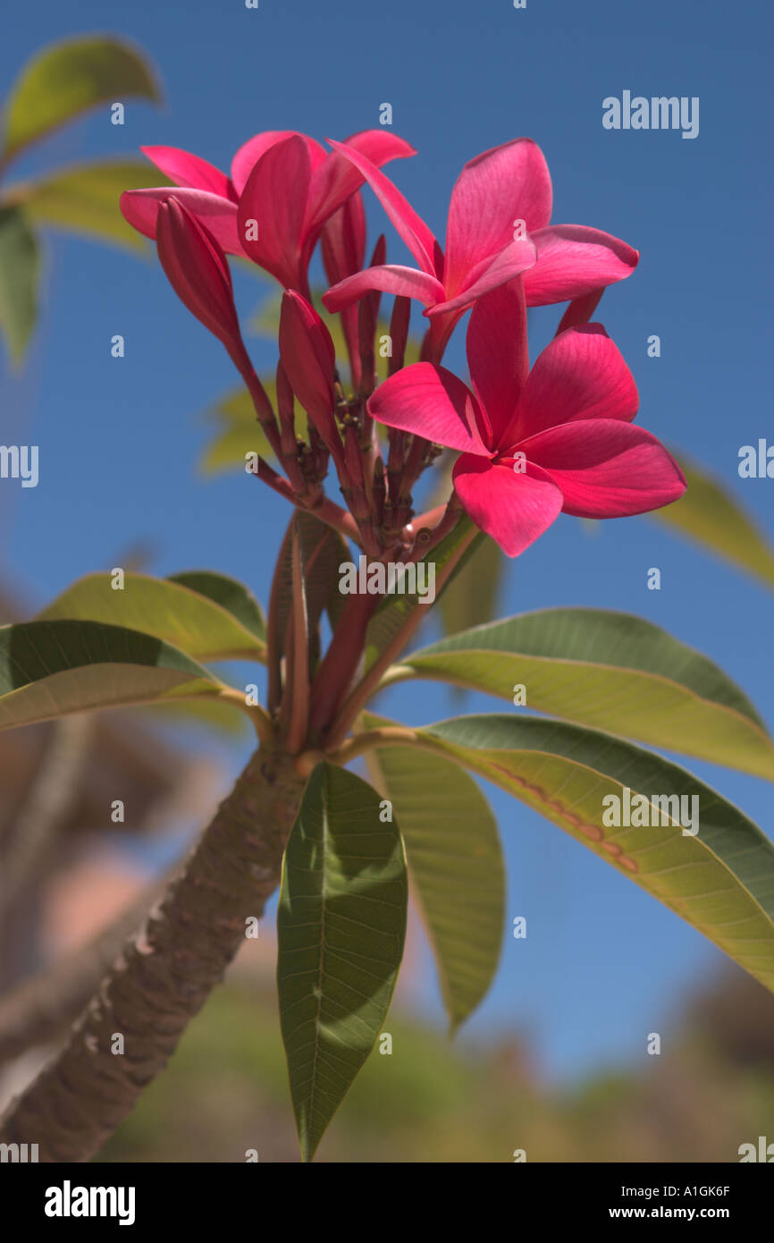 Australian frangipani tree hires stock photography and images Alamy