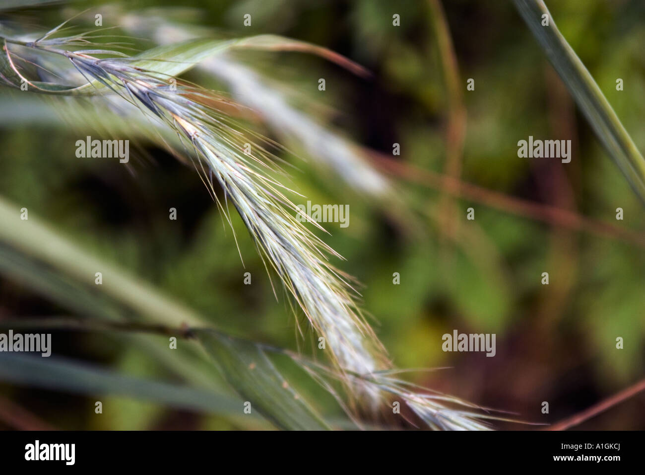 Seed head wheat hi-res stock photography and images - Alamy
