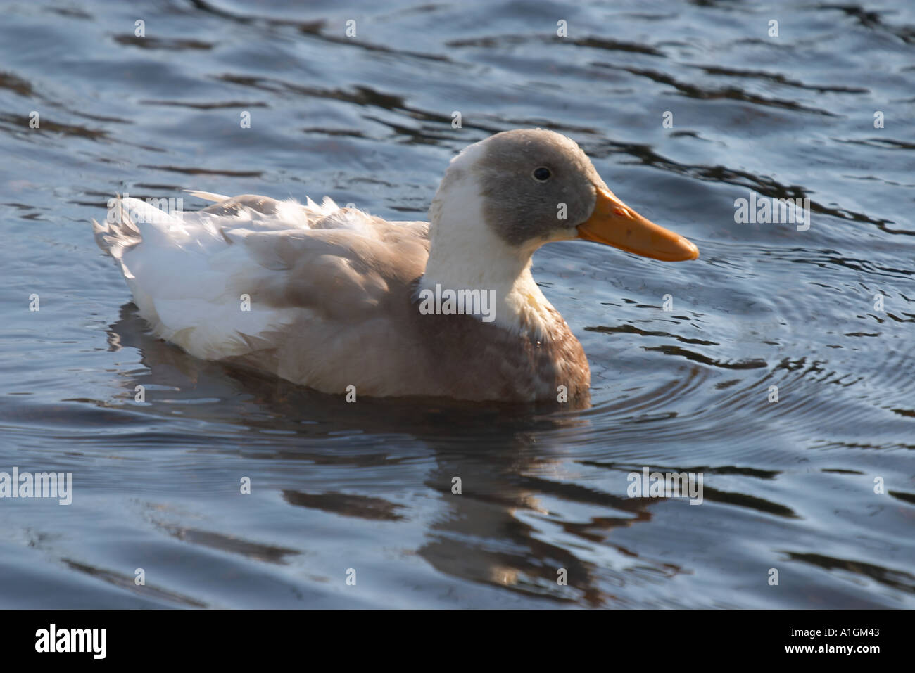 Funny looking duck Stock Photo Alamy