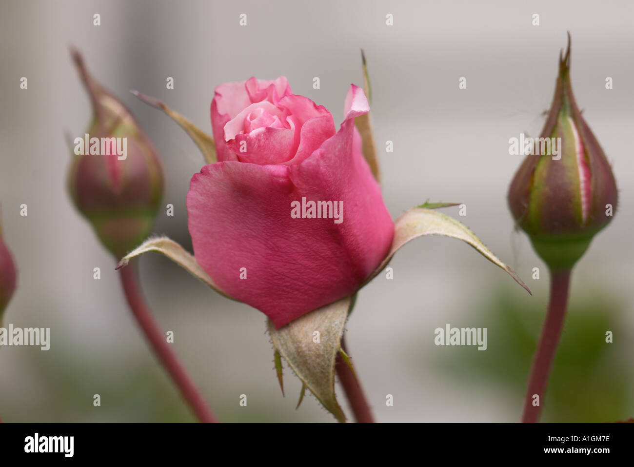 Rosebuds hires stock photography and images Alamy
