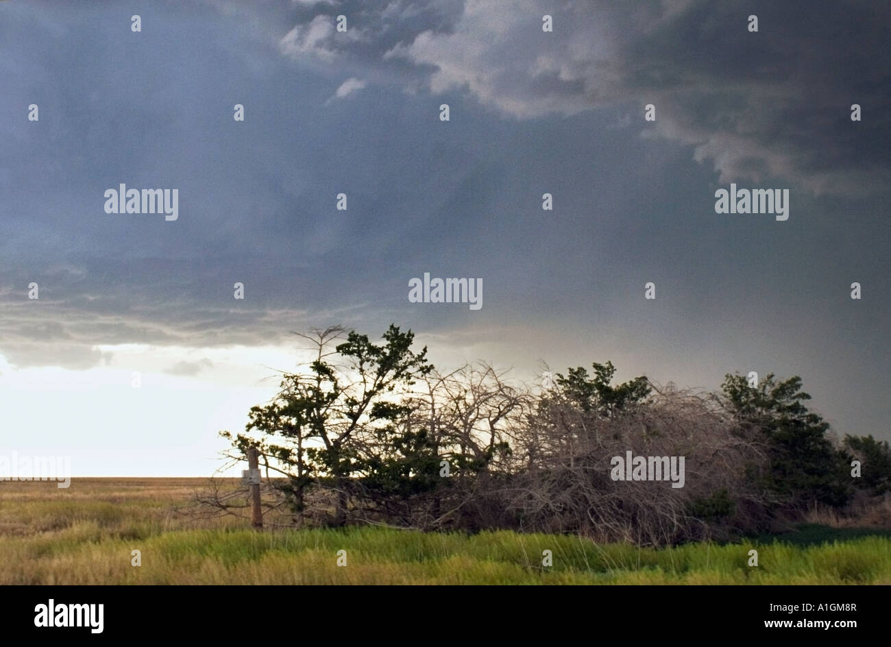 Storm clouds over thicket of trees in Kansas field USA Stock Photo - Alamy