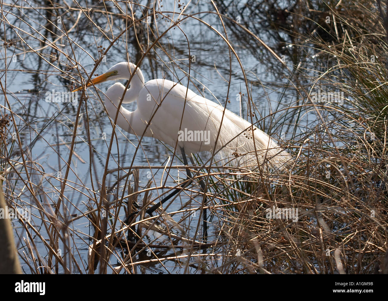 Egret among the reeds Stock Photo