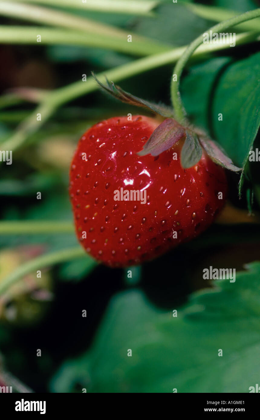One single field plant hi-res stock photography and images - Alamy