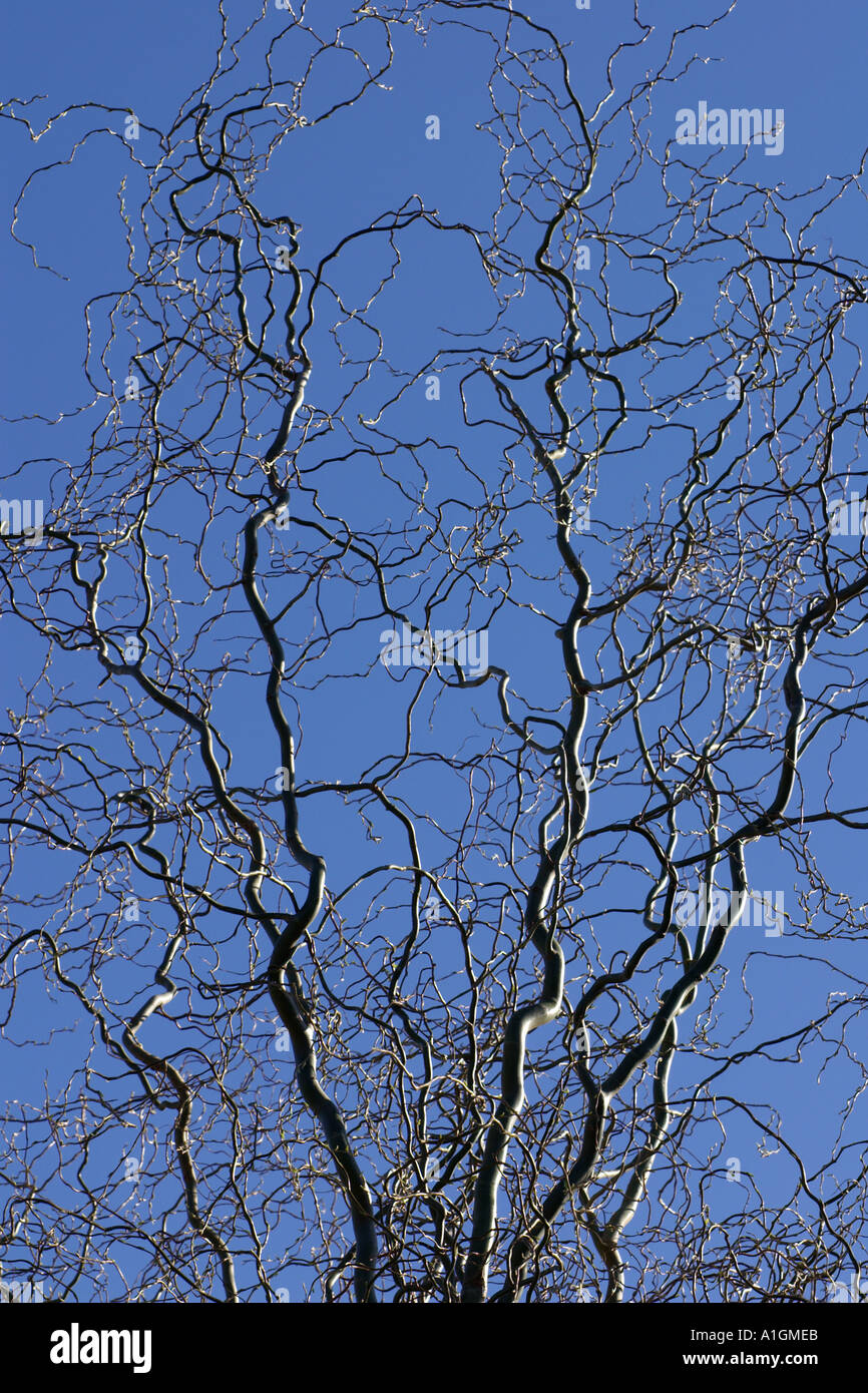 leafless curly willow tree top salix babylonica Stock Photo Alamy