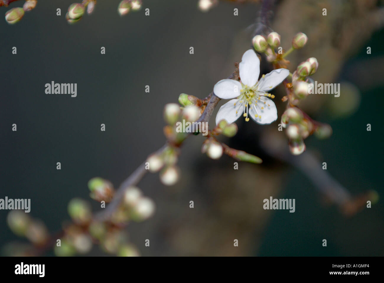 First plum hi-res stock photography and images - Alamy