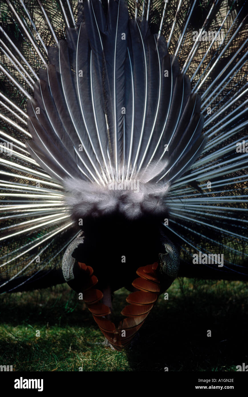 Back of peacock hires stock photography and images Alamy