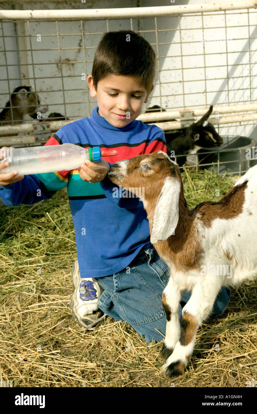 Young boy admiring, bottle feeding kid, goat dairy farm, California