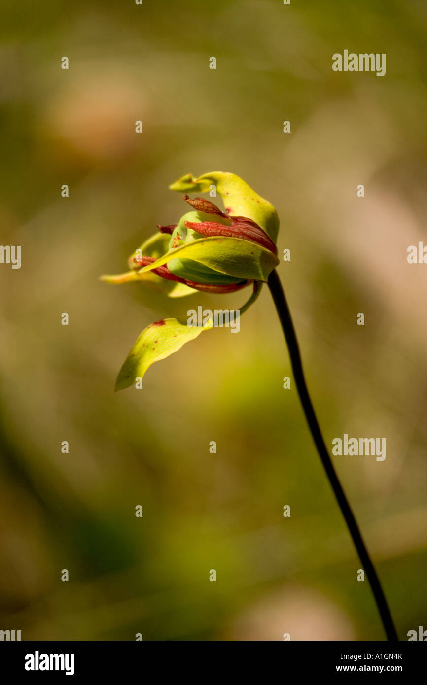Flower of the Darlingtonia plant, Northern California Stock Photo Alamy