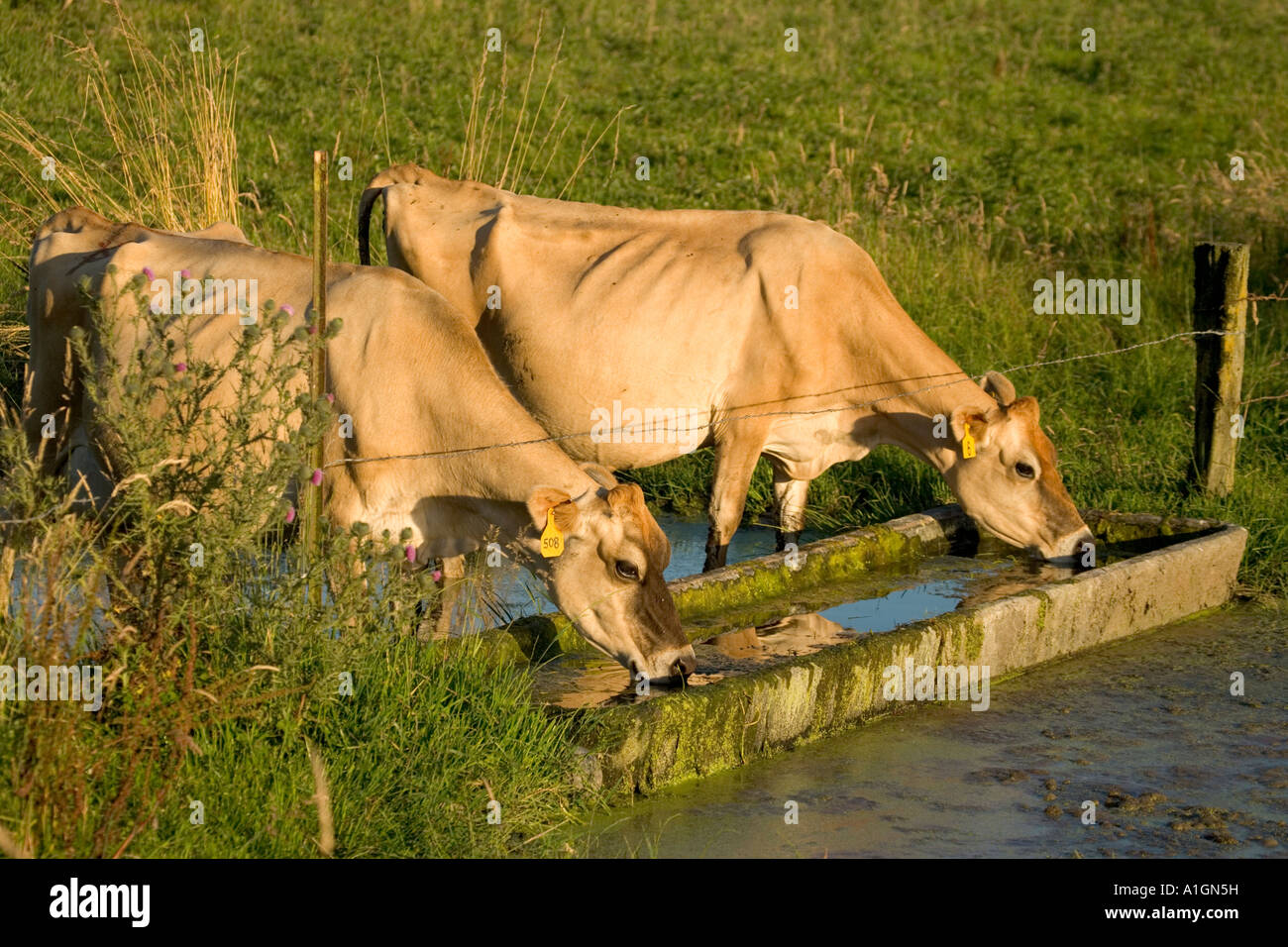 Jersey cows at water trough, California Stock Photo