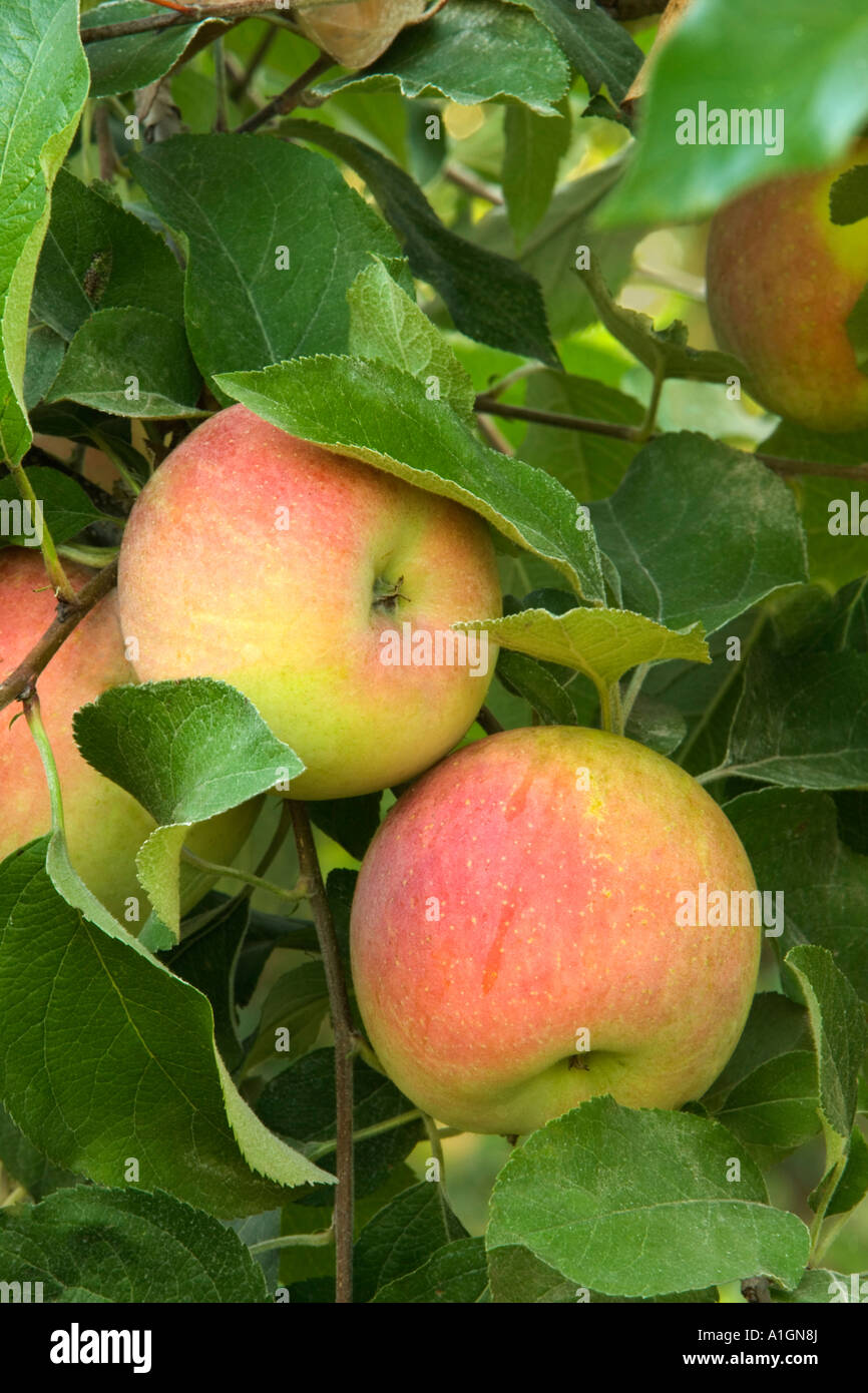 Apples 'Fuji' variety, branch Stock Photo Alamy