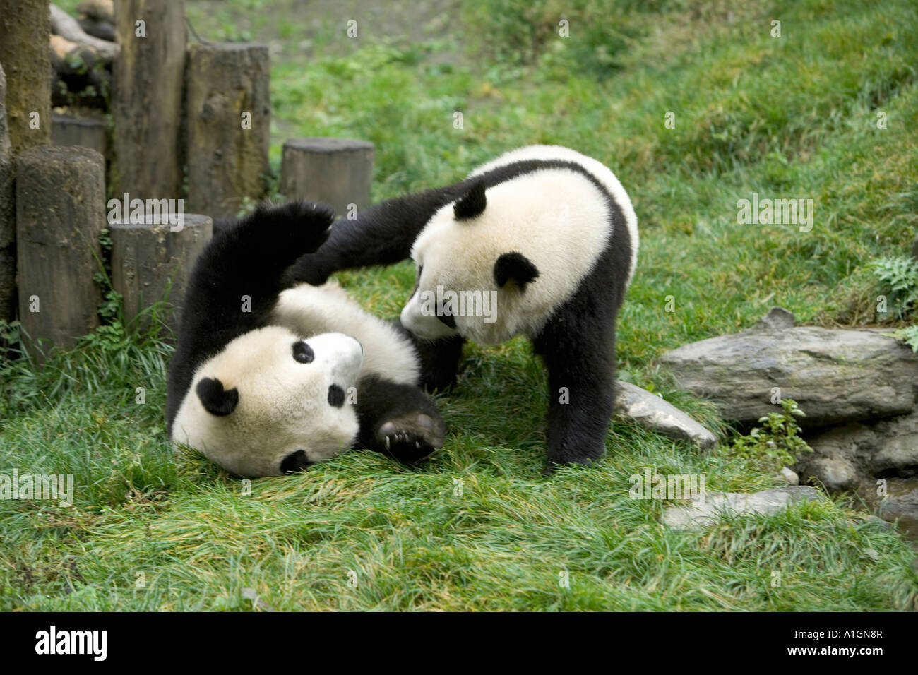 Giant panda juveniles communicating  in play area, Wolong Nature Reserve, China Stock Photo