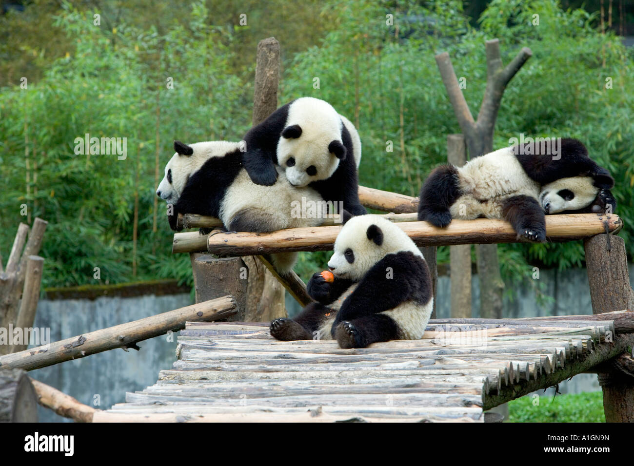Giant Panda juveniles play area, Wolong Nature Reserve,Oolong,China. Stock Photo