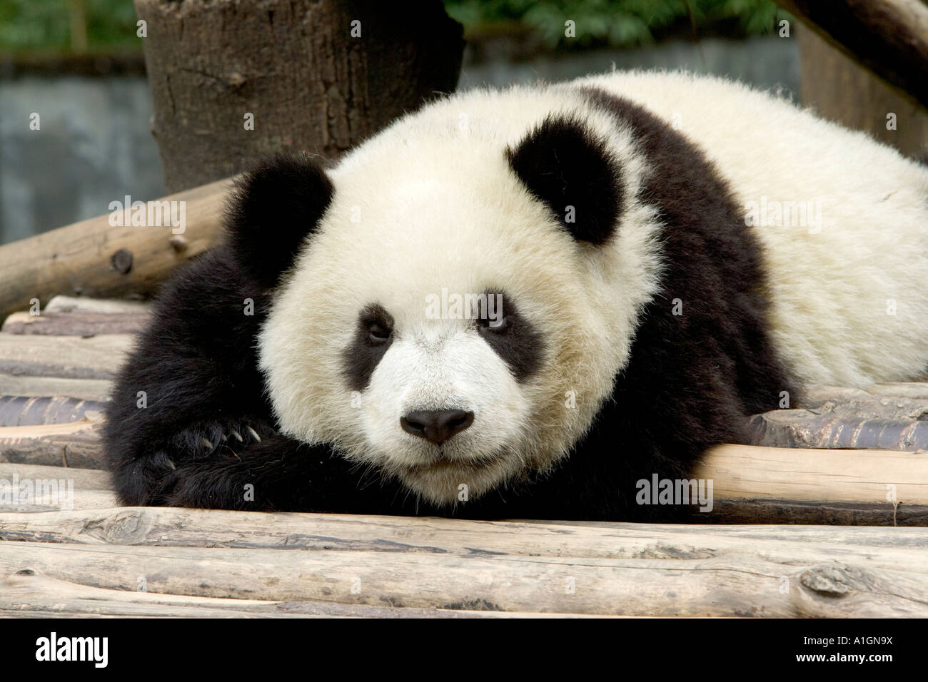 Giant Panda juvenile resting in play area, Wolong Nature Reserve, China Stock Photo