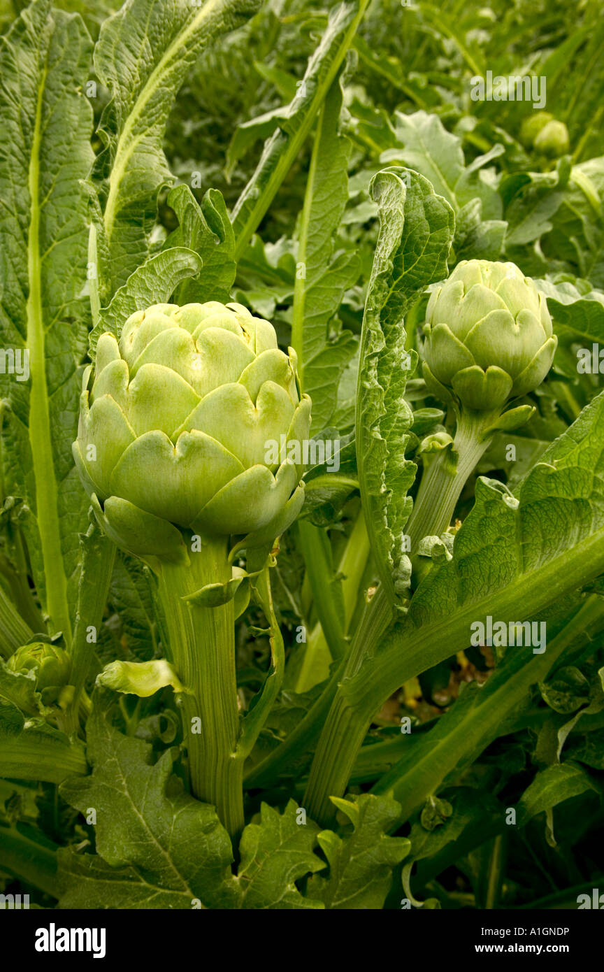 Artichokes growing on plant. Stock Photo