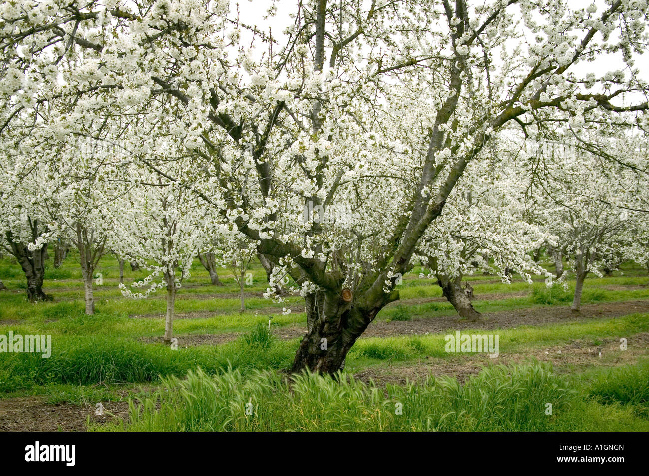 Cherry tree in orchard flowering, California Stock Photo