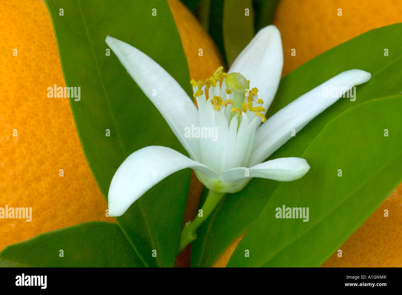 Orange blossom,leaves, California Stock Photo Alamy