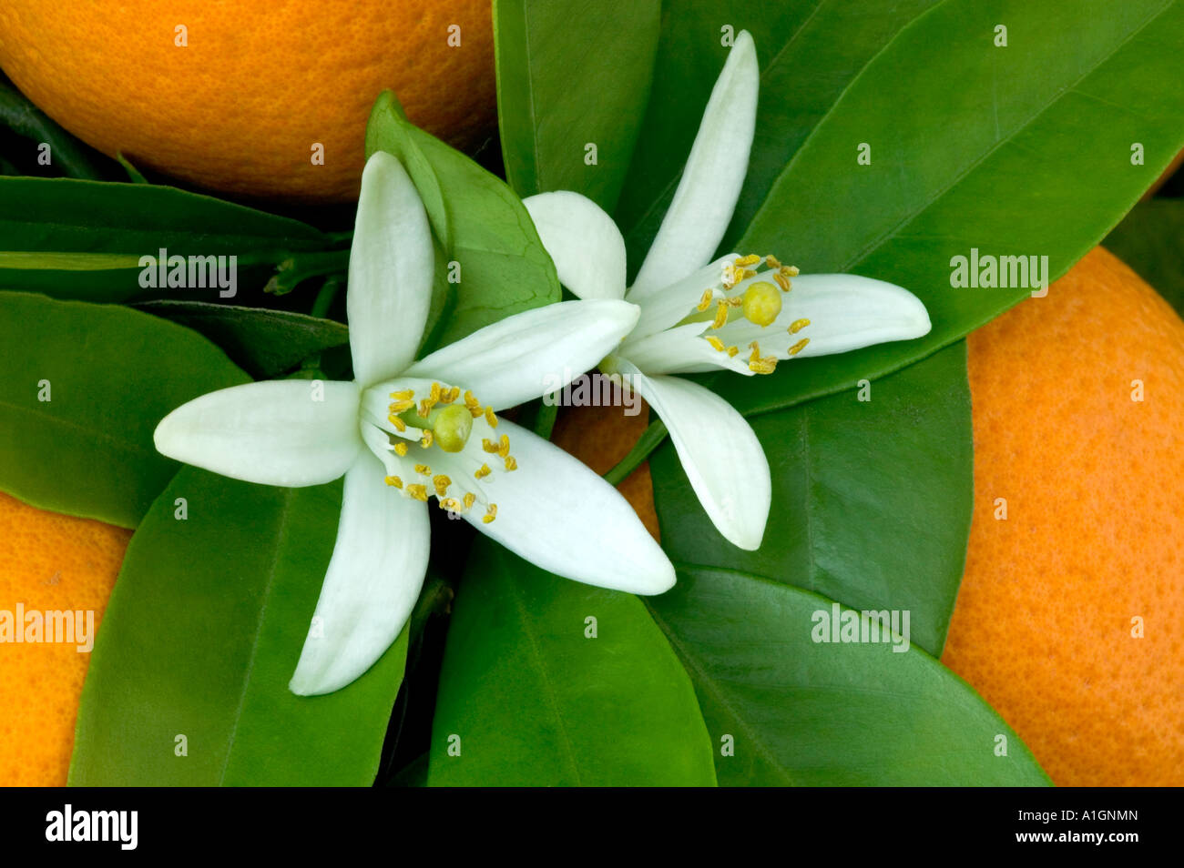 Navel orange tree hires stock photography and images Alamy