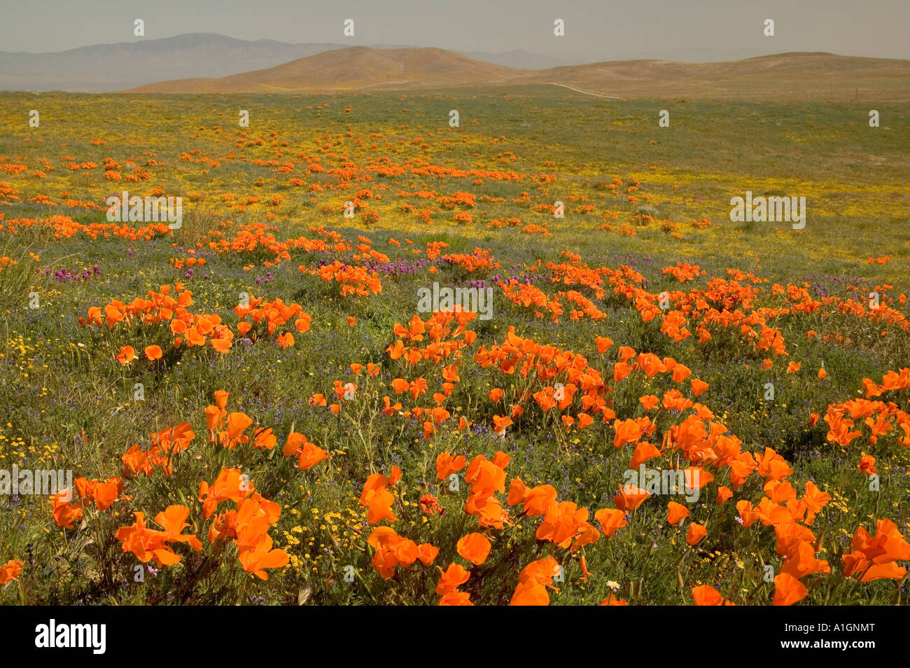 California Poppies Antelope Valley, California Stock Photo
