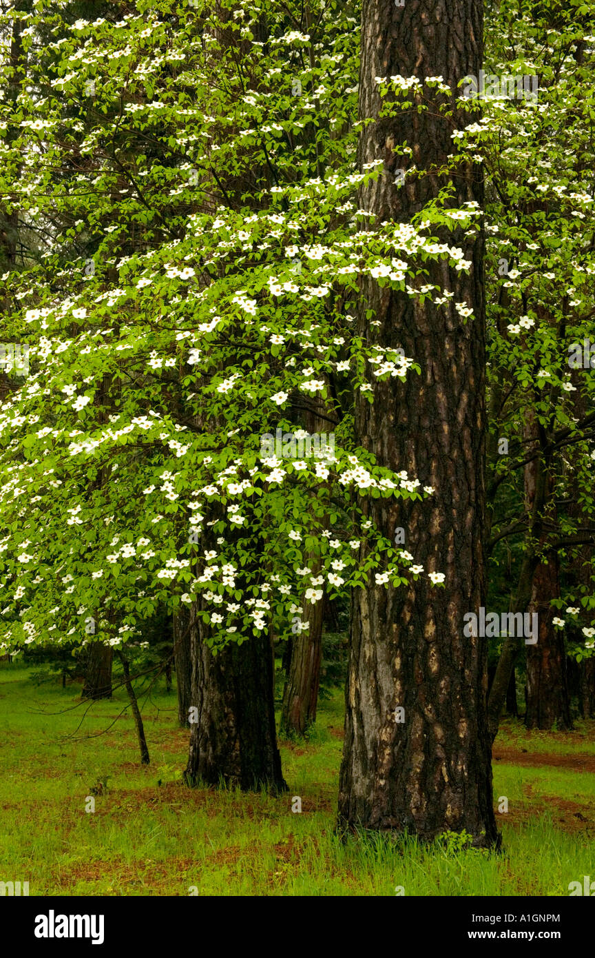 White Dogwood tree flowering, California Stock Photo