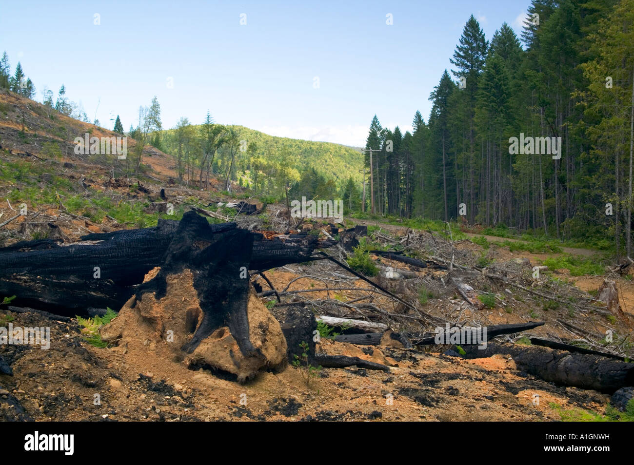 Reforestation clear cut site prepared for replanting. Stock Photo