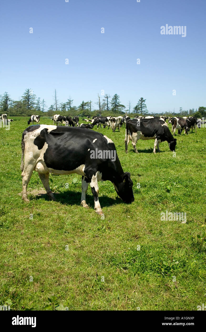 Holstein organic dairy cows grazing, green pasture,. Stock Photo