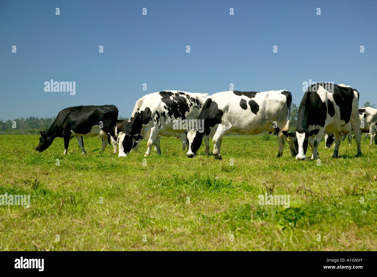 Holstein cows grazing. Organic 'Eco' dairy Stock Photo - Alamy