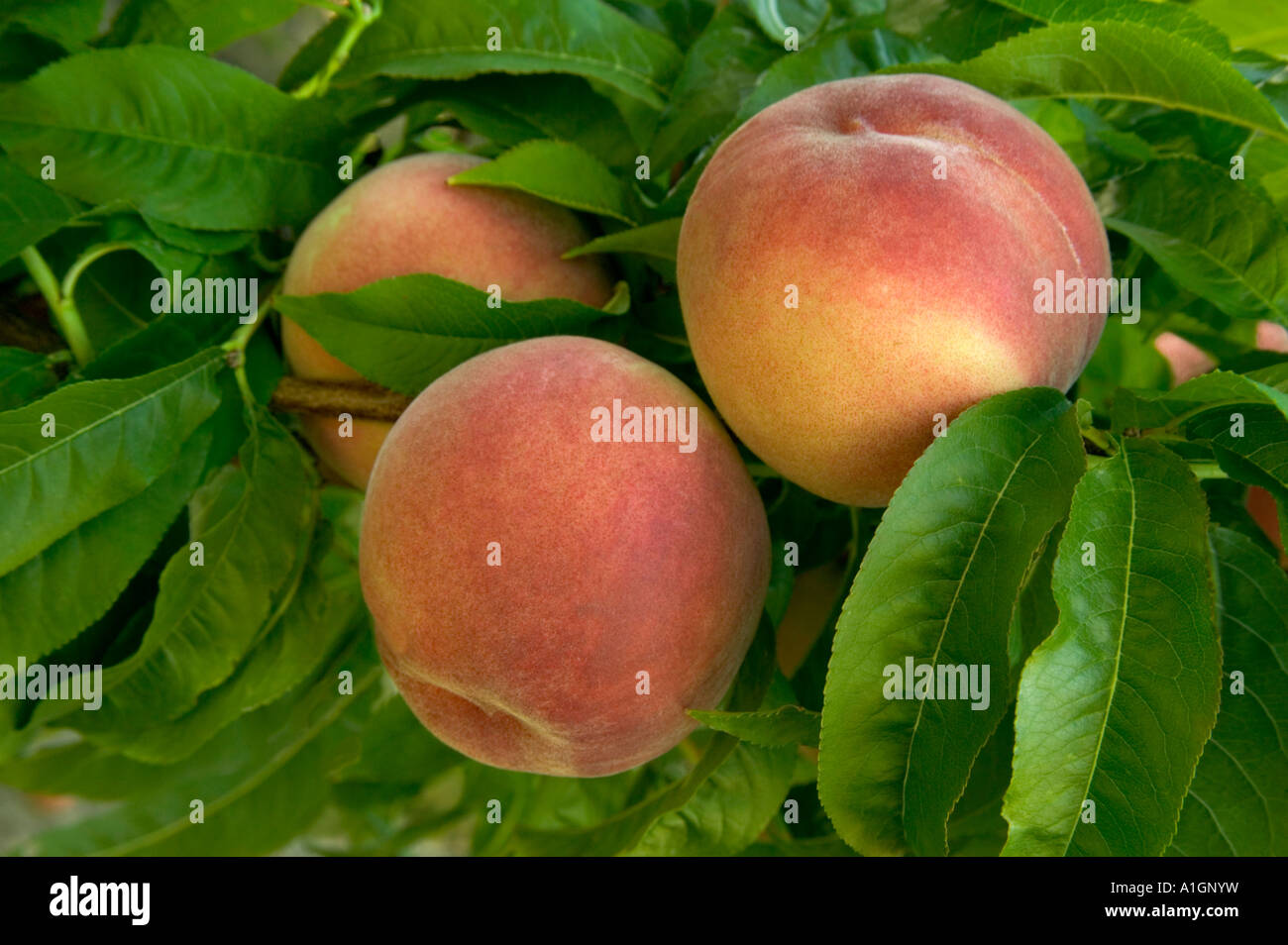Ripe peaches 'White Lady'  branch. Stock Photo