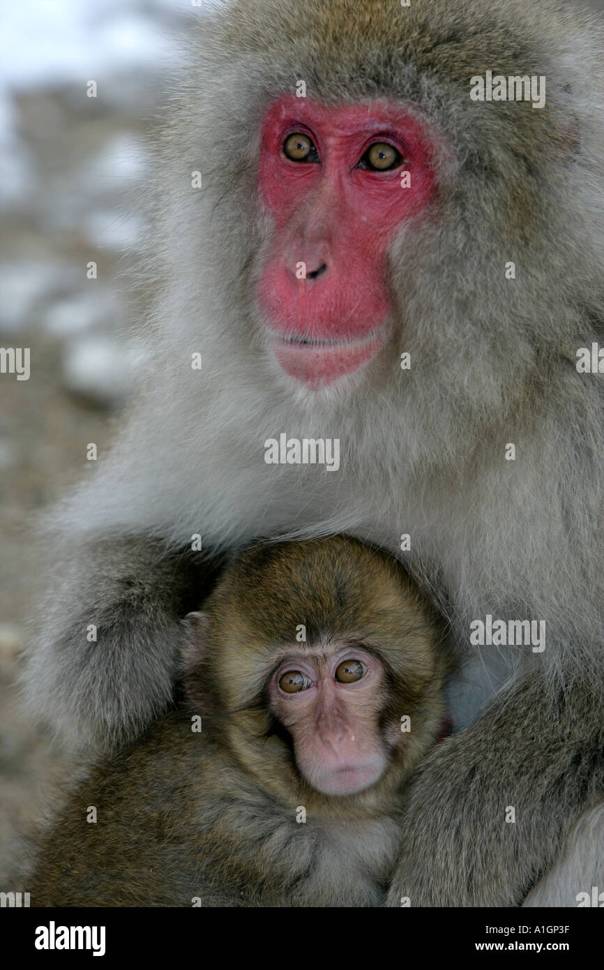 SNOW MONKEY JAPANESE MACAQUE Macaca fuscata Stock Photo - Alamy