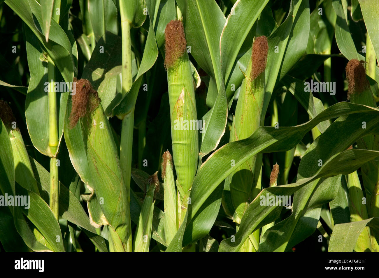 Corn growing in field, shows ears on corn stalk Stock Photo Alamy