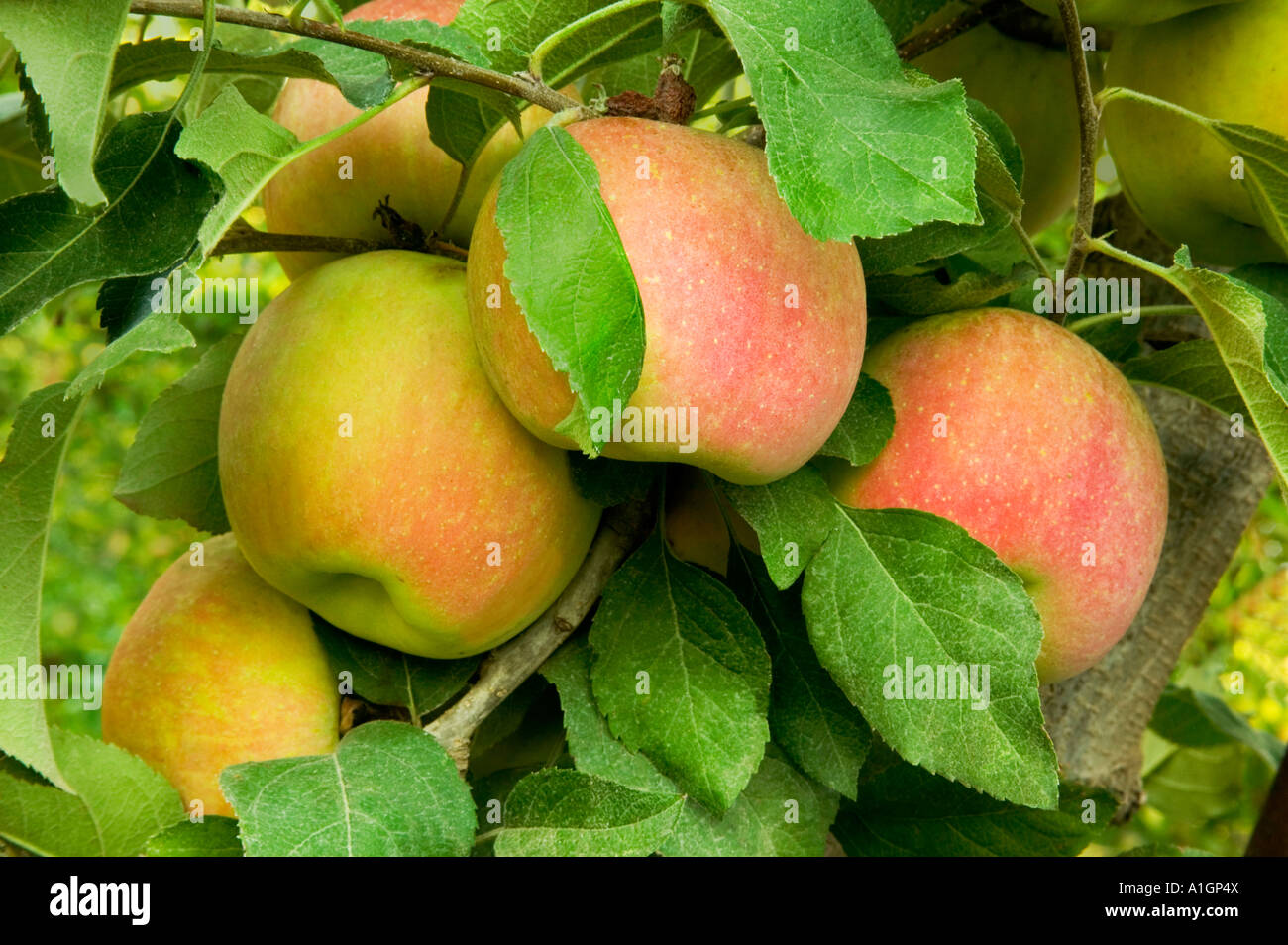 Hanging fuji trees produce hires stock photography and images Alamy