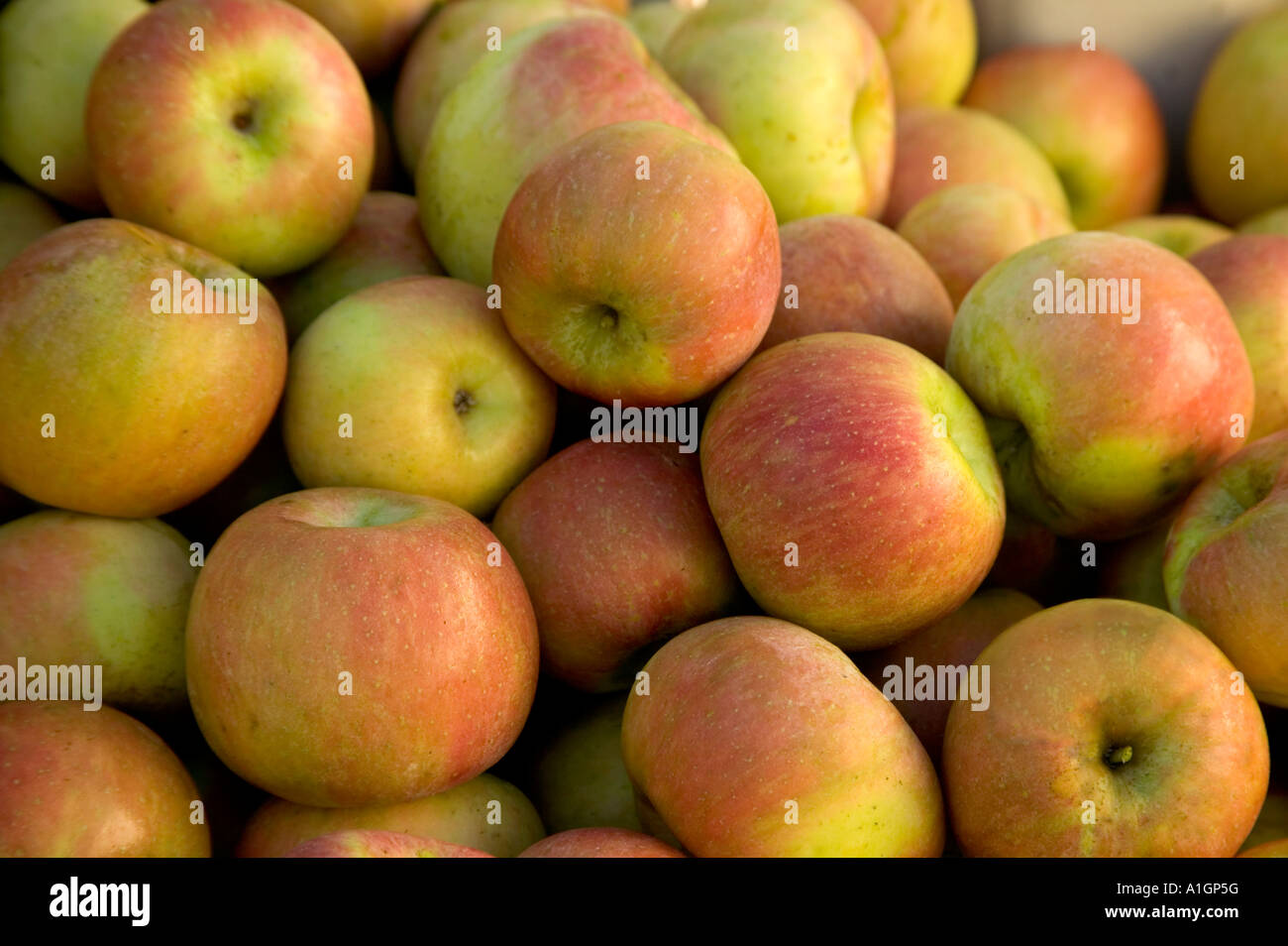 Apples 'Fuji' harvested Stock Photo Alamy