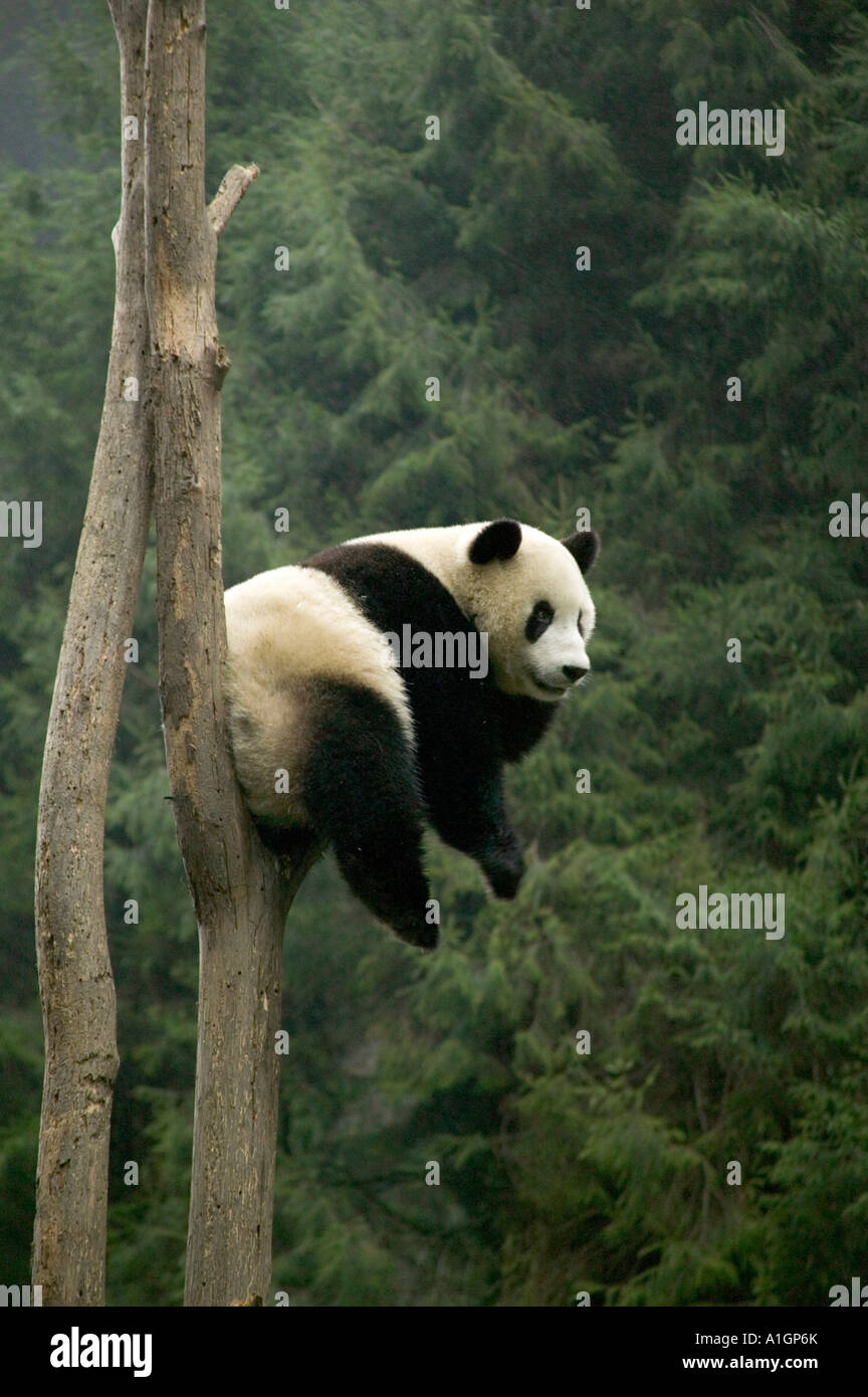 Giant Ppanda resting on tree, Wlong Nature Reserve, China Stock Photo