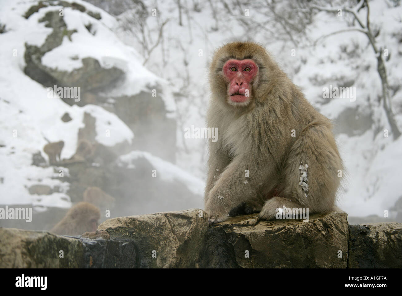 Snow monkey Japanese macaque Macaca fuscata Stock Photo - Alamy