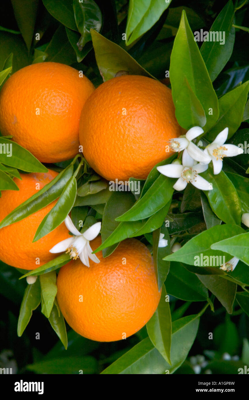 Oranges with blossoms on branch, Portervile, California Stock Photo Alamy