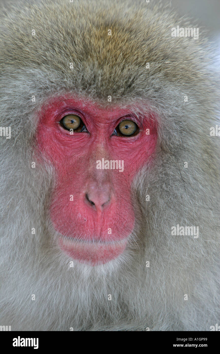 SNOW MONKEY JAPANESE MACAQUE Macaca fuscata Stock Photo - Alamy