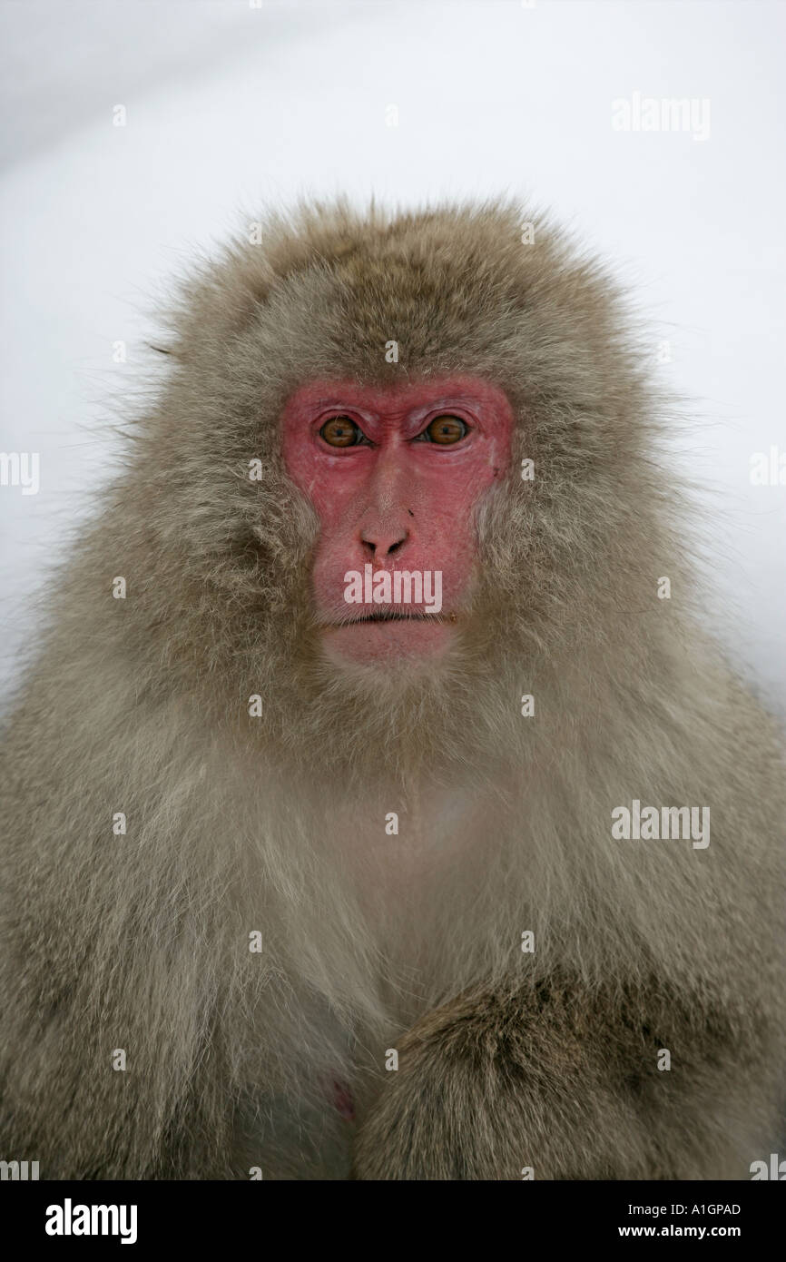 SNOW MONKEY JAPANESE MACAQUE Macaca fuscata Stock Photo - Alamy