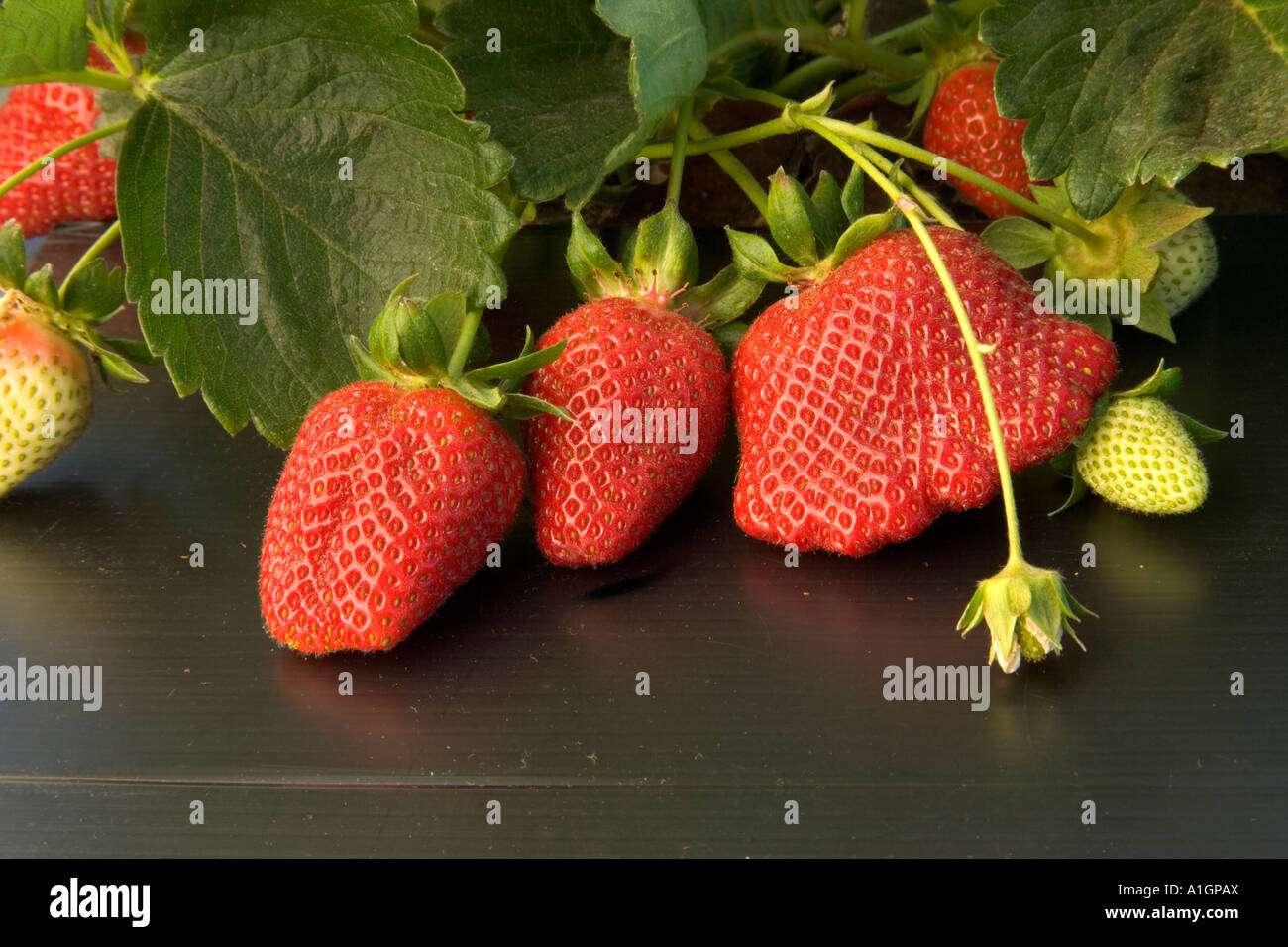 Strawberries growing in soil with plastic mulch, California Stock Photo