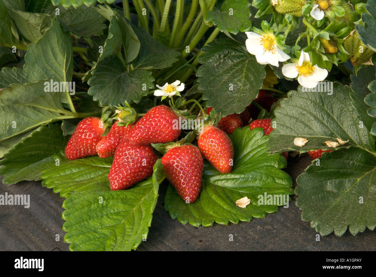 Strawberries growing in soil, with plastic mulch, California Stock
